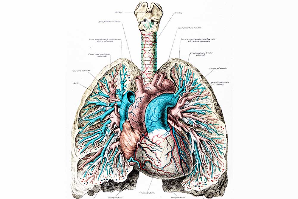 Anatomiillustration av lungor